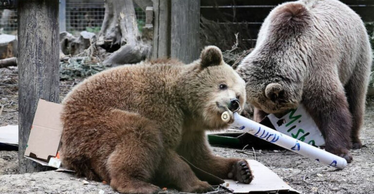 Naughty Bears Break Out, Steal A Week’s Worth Of Honey, And Take A Long Nap