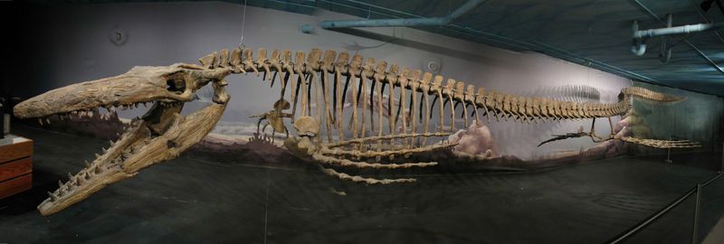 Tylosaurus