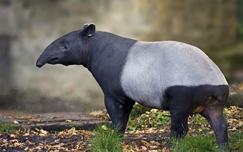 Mountain Tapir