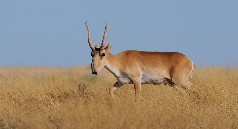 Saiga Antelope