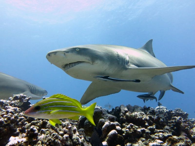 Sharks: Apex Predators That Evolve Slowly