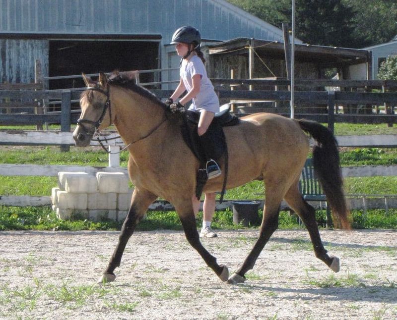 Former Lesson Horses