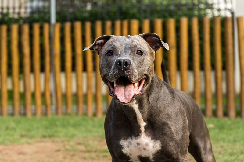 Pit Bull