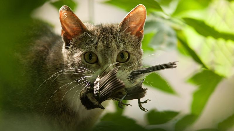 Close To Predators' Lairs