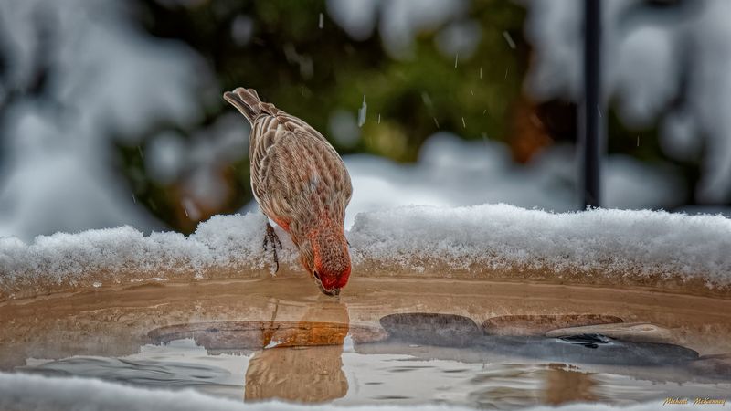 Seasonal Neglect