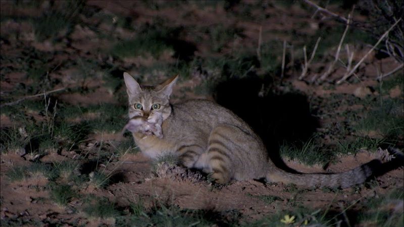 Solitary Night Hunters