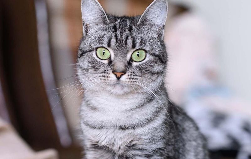 American Shorthair: The Balanced Buddy