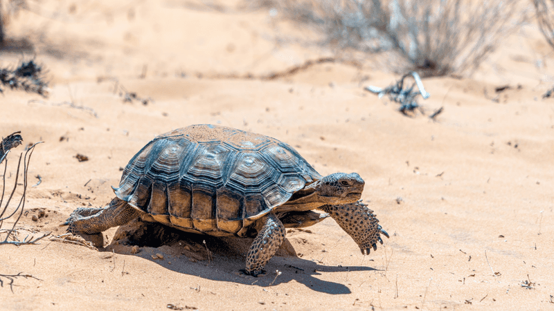 Nevada – Desert Tortoise