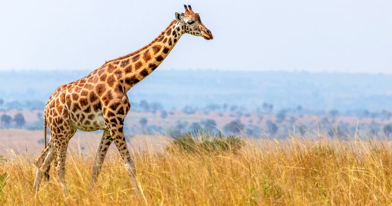 Endangered Status