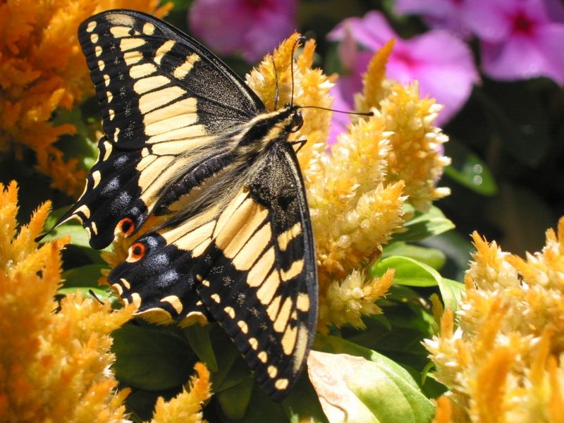 Sunny Spaces: Creating Basking Spots