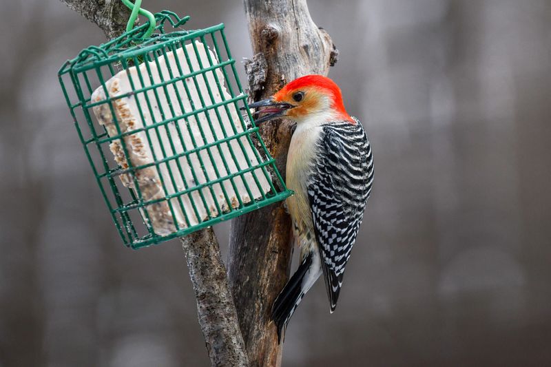Winter Forces Dietary Flexibility