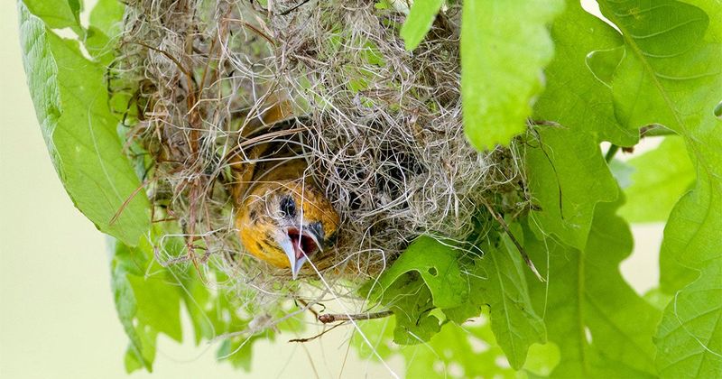Nesting Material Stations: String Theory