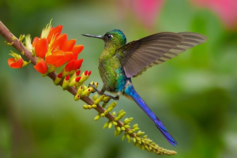 Feathered Landscape Architects