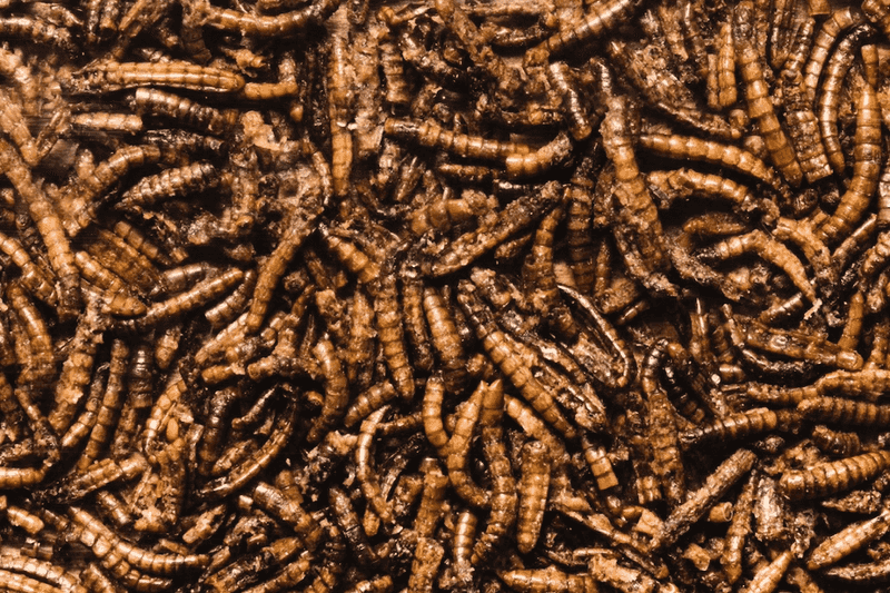 Protein-Packed Mealworms