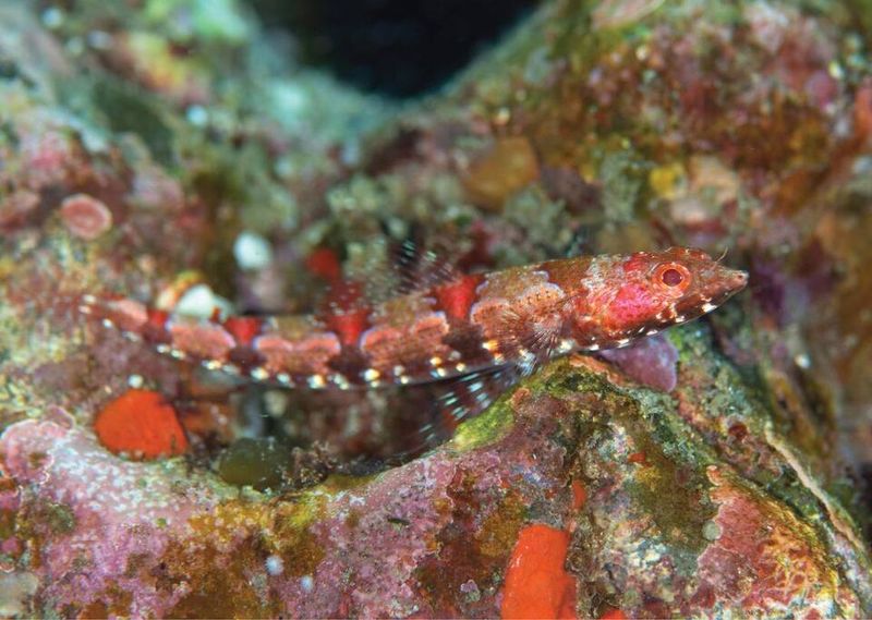 Shocking Red Eyes That Glow In The Dark
