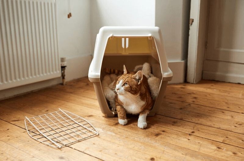 Improper Carrier Training