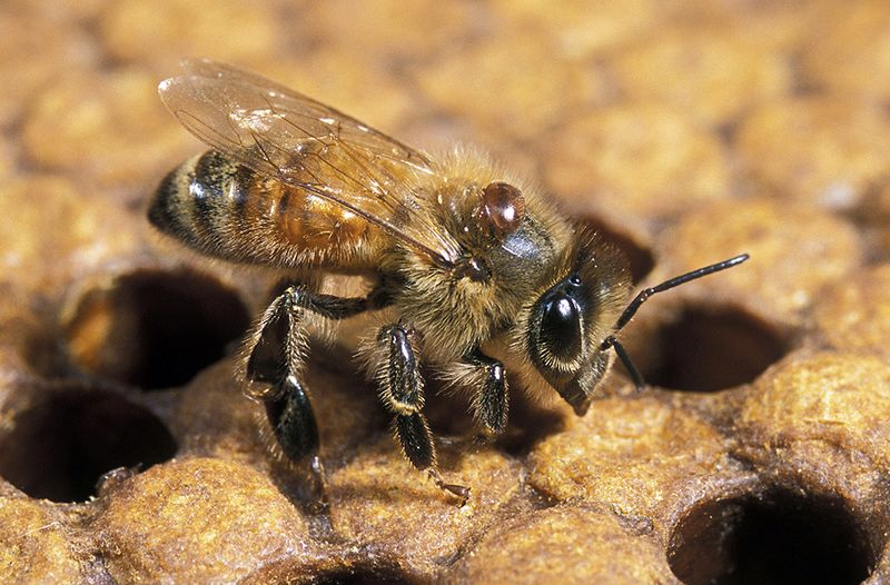 Chemical-Free Pest Management Protects Colonies