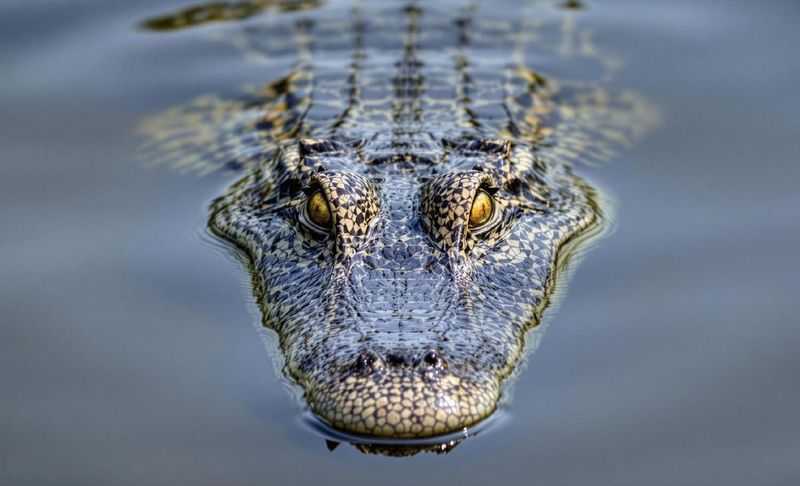 Crocodilians: Ancient Reptilian Survivors