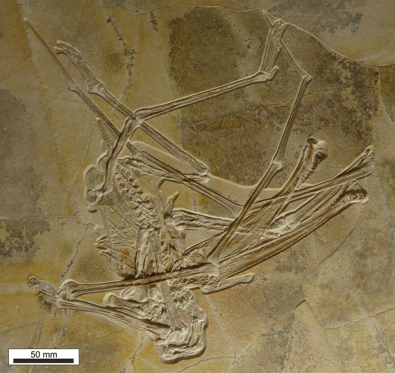 Ctenochasmatoids Were The Fish Specialists