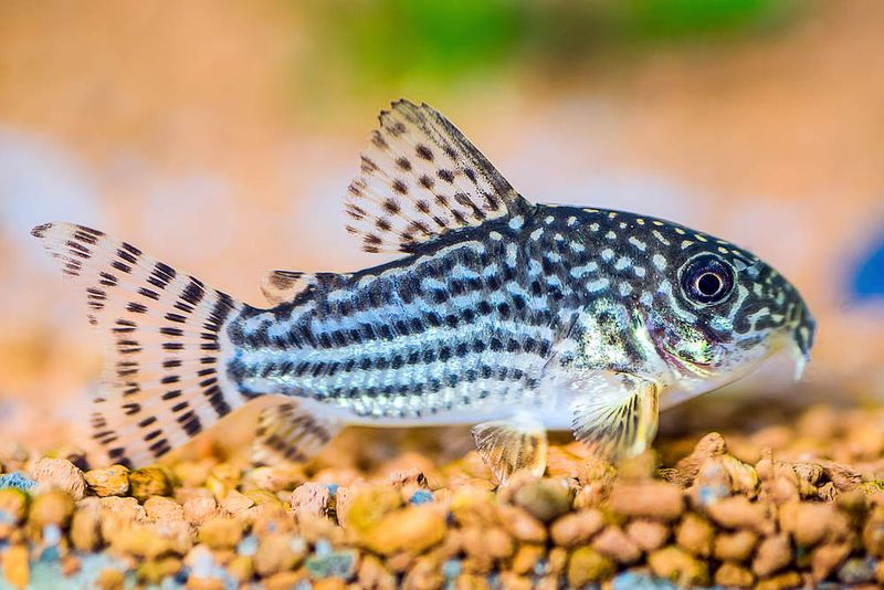 Corydoras Catfish