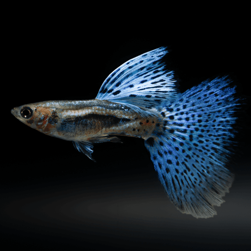 Guppies: Colorful But Cautious