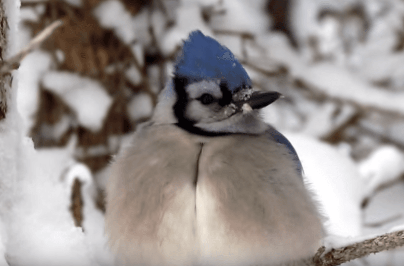 Feather Fluffing Thermometers