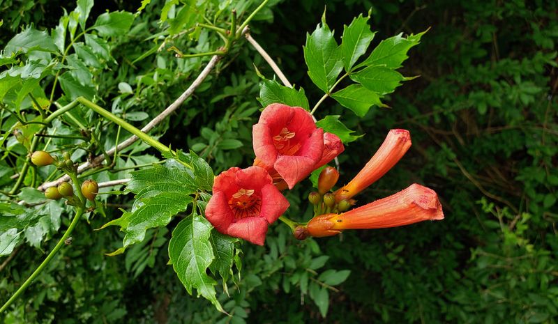 Trumpet Vines: Natural Nectar Factories