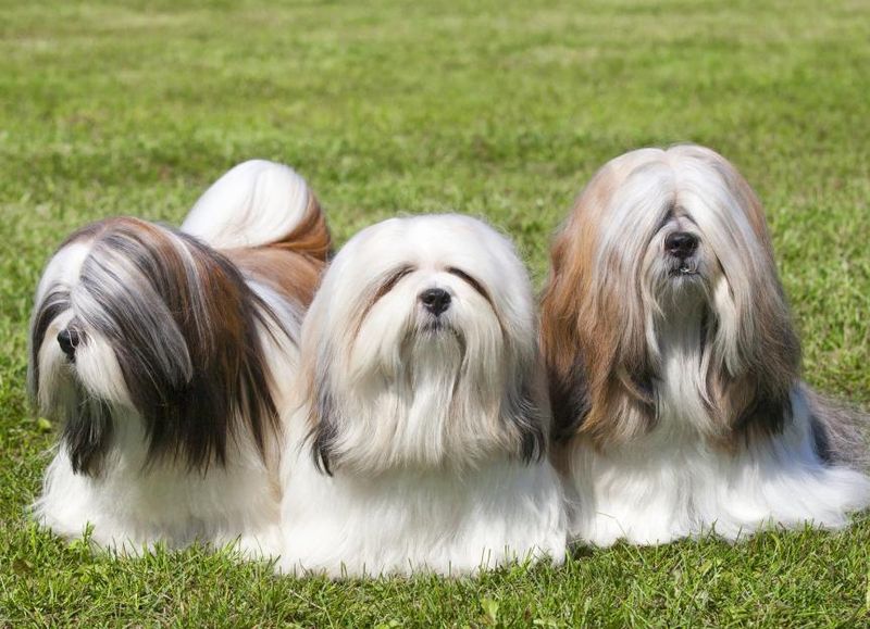 Lhasa Apso