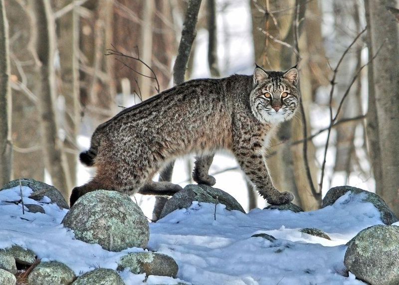 New Hampshire – Bobcat