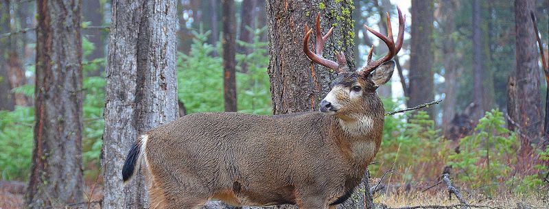 Oregon's Coastal Range Residents