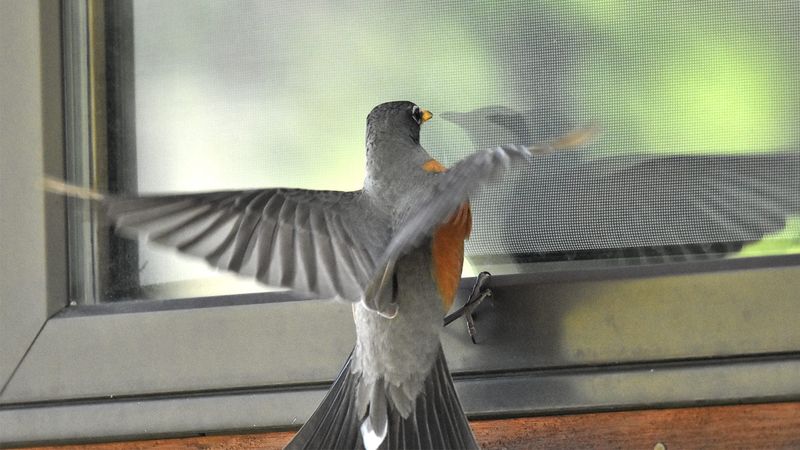 Protect Windows From Collisions