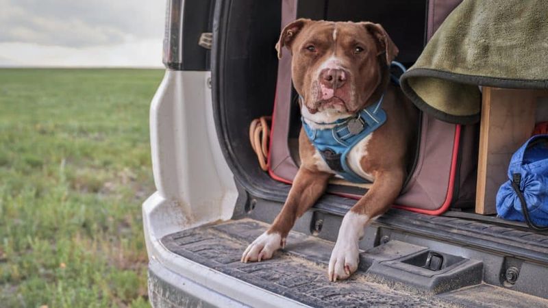 Pack A Dog-Specific Travel Kit