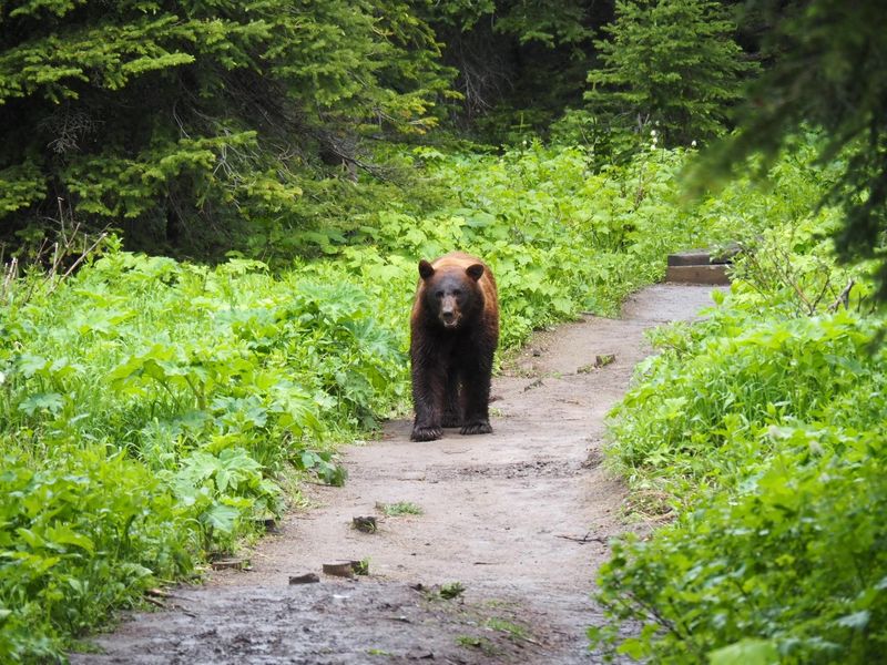 Store Food Securely In Bear-Proof Containers