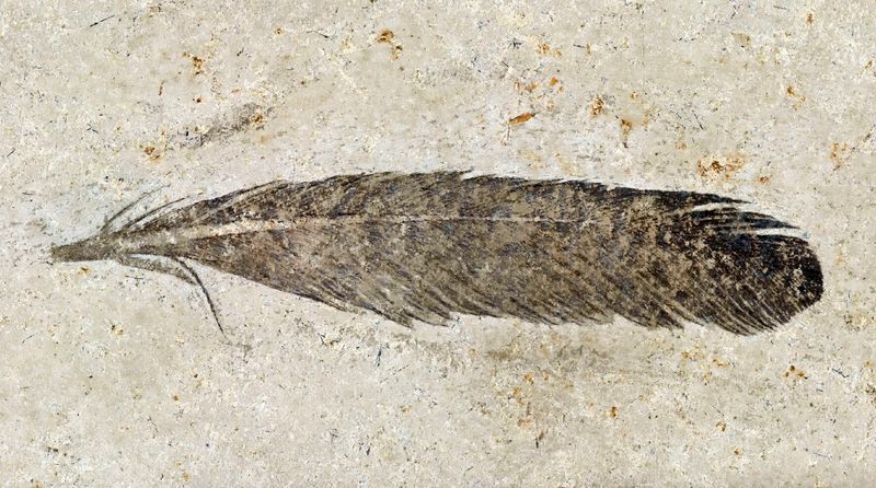 Feather Structure Reveals Flight Capabilities