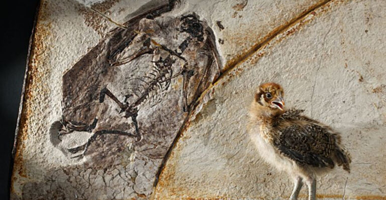 New Archaeopteryx Discovery With Preserved Soft Tissue Confirms Darwin’s Theory