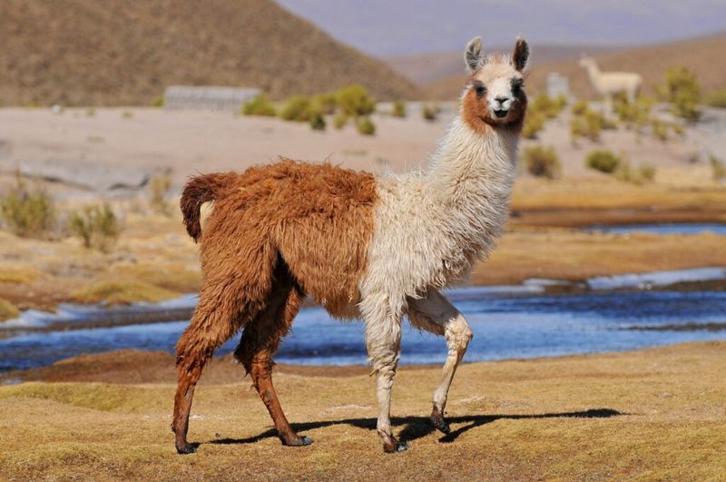 Llamas Visible Near Wildlife Theater