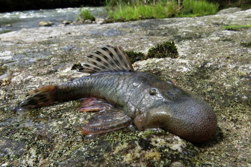 What Is The Blob-Headed Fish And Where Was It Found?