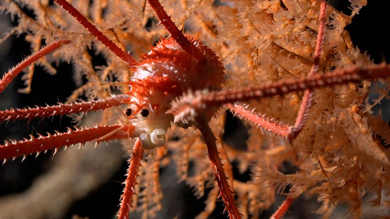 The Discovery Of Three New Species Of Deep Sea Spiders