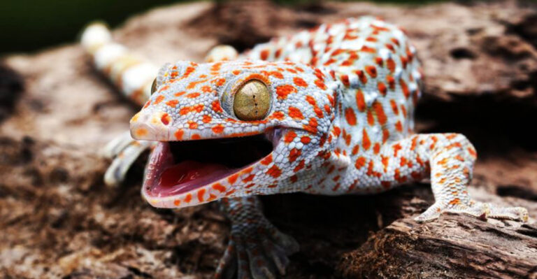 New Discovery Reveals Animals With A ‘Sixth Sense,’ Shifting Evolutionary Beliefs