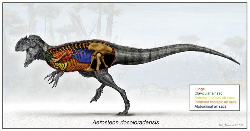 The Role Of Air Sacs In Dinosaur Gigantism