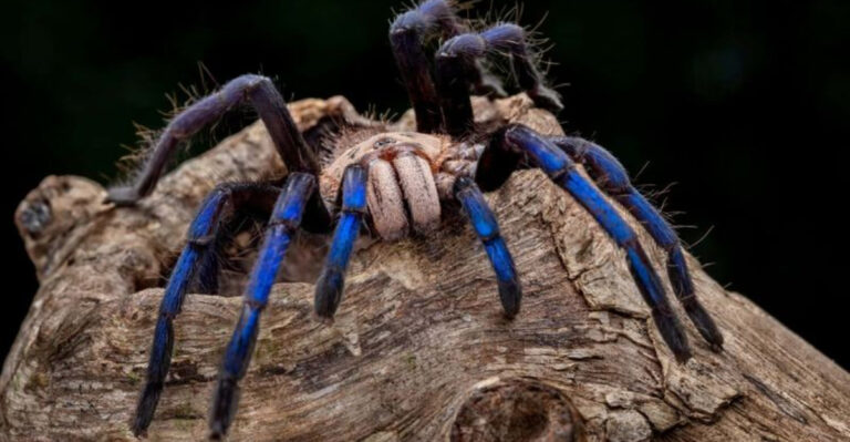 New Electric Blue Tarantula Species Discovered In Thailand's Mangrove Forests