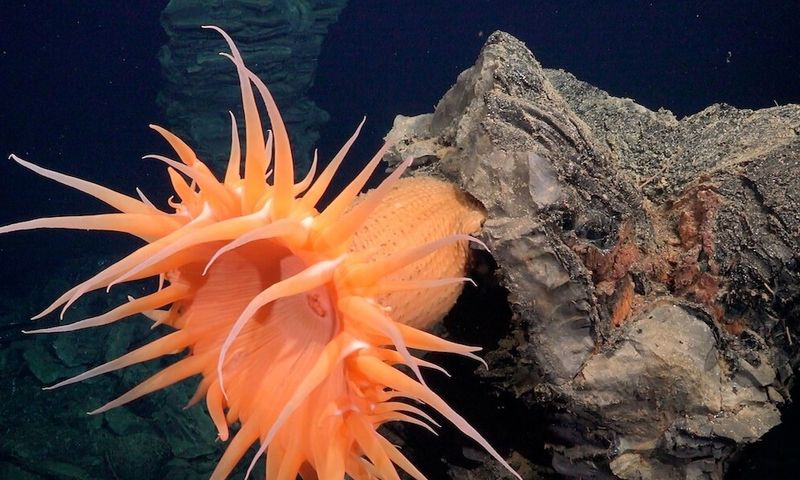 Why The Sumisu Caldera Could Be The Jellyfish's Only Known Habitat