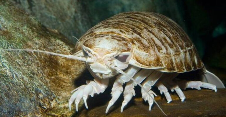 New Giant Isopod Species Named After Darth Vader Discovered Off Vietnam’s Coast