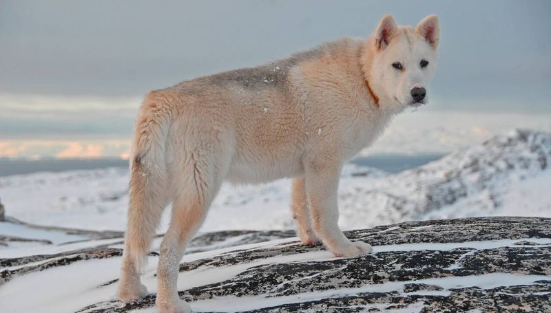 Greenland Dog: Arctic Survivor