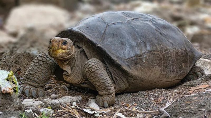 Fernandina Giant Tortoise