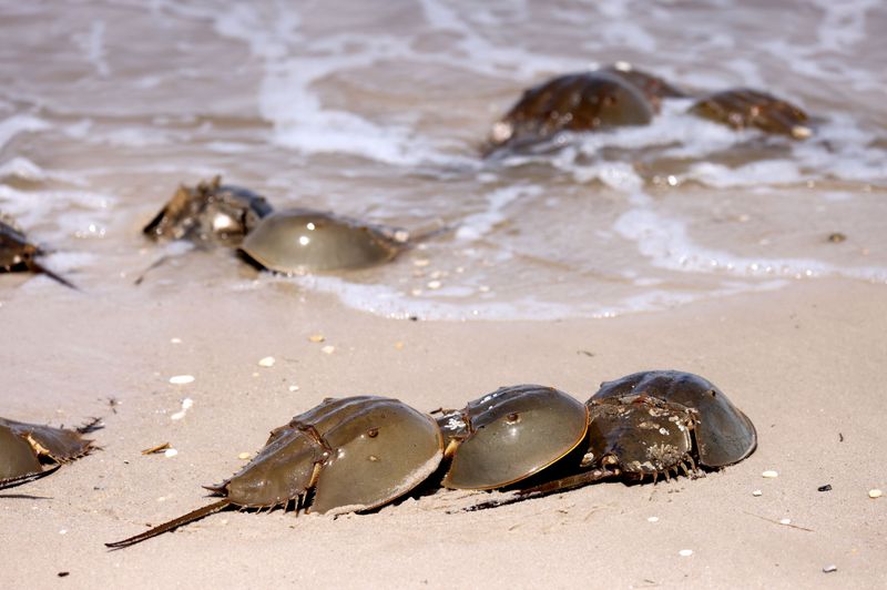 New Jersey – Horseshoe Crab