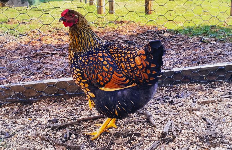 Golden Laced Wyandotte: The Victorian Showstopper