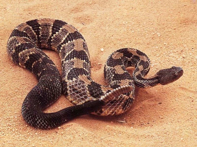 Massachusetts: Urban Development Keeps Snakes At Bay