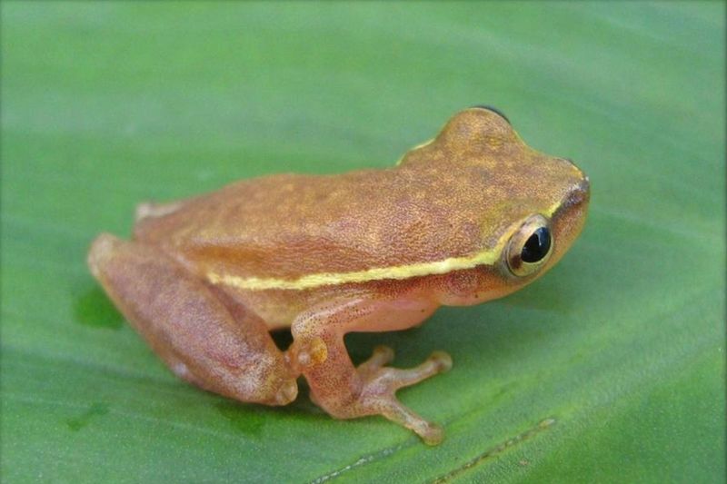 Importance For Biodiversity Conservation