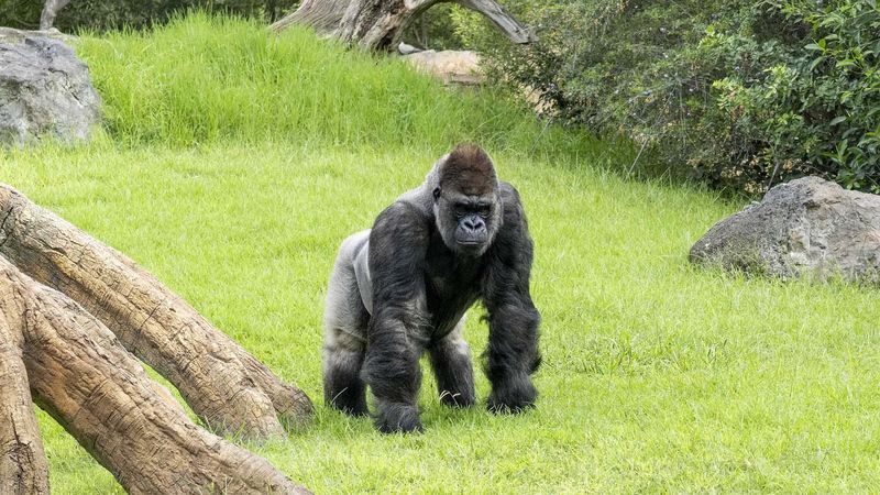 The Significance Of This Rare Gorilla Fossil Find